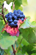 Grappe de raisin