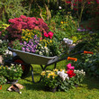 Photo: Wheelbarrow and trays with new plants Wheelbarrow and trays with new plants