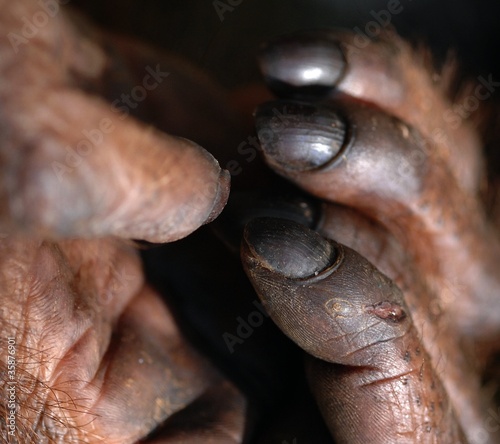 Foto: Fingers of orangutan Fingers of orangutan