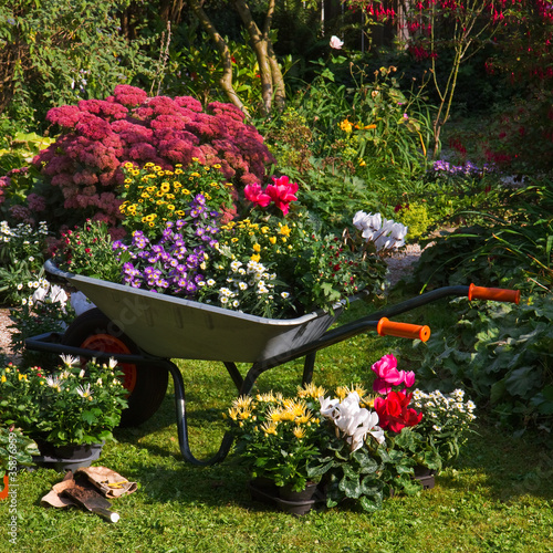 Photo: Wheelbarrow and trays with new plants Wheelbarrow and trays with new plants