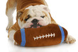 dog playing