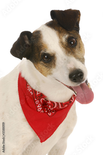 Photo: cute dog cute dog