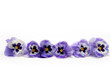 Pansy