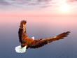 Seeadler