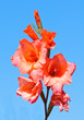 Rote Gladiolenblüten, freigestellt gegen blauen Himmel