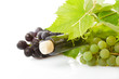 Wine and grape isolated Wine and grape isolated