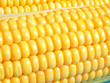 Yellow corn