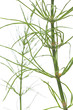 Acker-Schachtelhalm (Equisetum arvense) Nahaufnahme seitlich