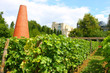 Vignes de Bercy