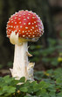 Fliegenpilz