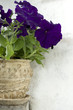 deep violet petunia