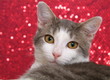 Katze