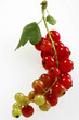 Fruit - Groseille rouge