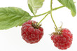 Framboises sur pied