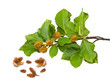 Beech brunch