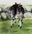 couple d'Okapis