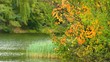 The autumn forest near the lake The autumn forest near the lake