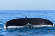 Humpback Whale