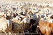 sheep herd, Castile and Leon, Spain
