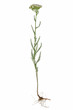 Yarrow ( Achillea )