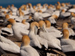 Gannet colony Gannet colony