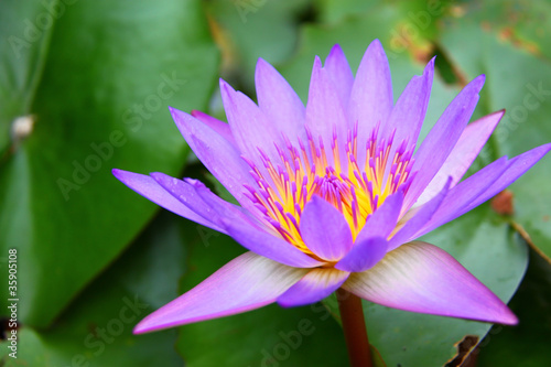 Photo: Close up of a pink water lily Close up of a pink water lily