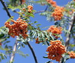 ashberry with leafs on sky background, september