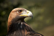 Steinadler