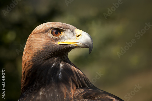 Photo: Steinadler Steinadler