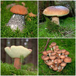 Waldpilze