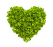 Green leaves heart Green leaves heart
