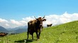 Video: Cow on grazing land Cow on grazing land