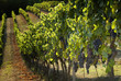 grapes