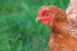 Huhn-40603b1