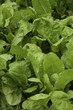 Lettuce Leafs