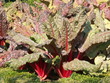 poirée à carde rouge