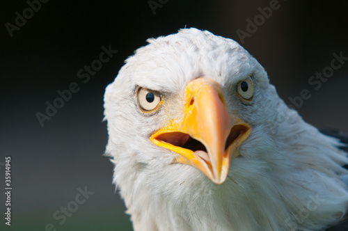 Photo: Weißkopfseeadler Weißkopfseeadler