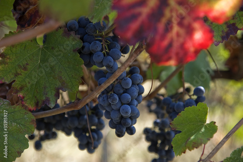 Photo: Vendemmia Vendemmia