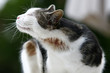 Katze mit Zeckenallergie