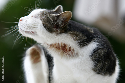 Foto: Katze mit Zeckenallergie Katze mit Zeckenallergie