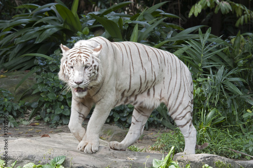 Photo: White Leopard White Leopard