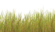 Tropical grass