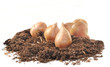 bulbes de tulipe sur du terreau bulbes de tulipe sur du terreau