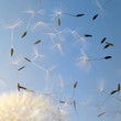 flying dandelion seeds in blue back