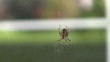 Spider Spinning Web Spider Spinning Web