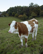 brown and white skewbald cow out at feed