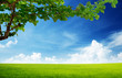 field of grass and perfect sky