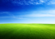 field of grass in sunset time