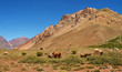 Nature landscape with cattle in Argentina, South America.