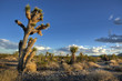 joshua tree in a desert